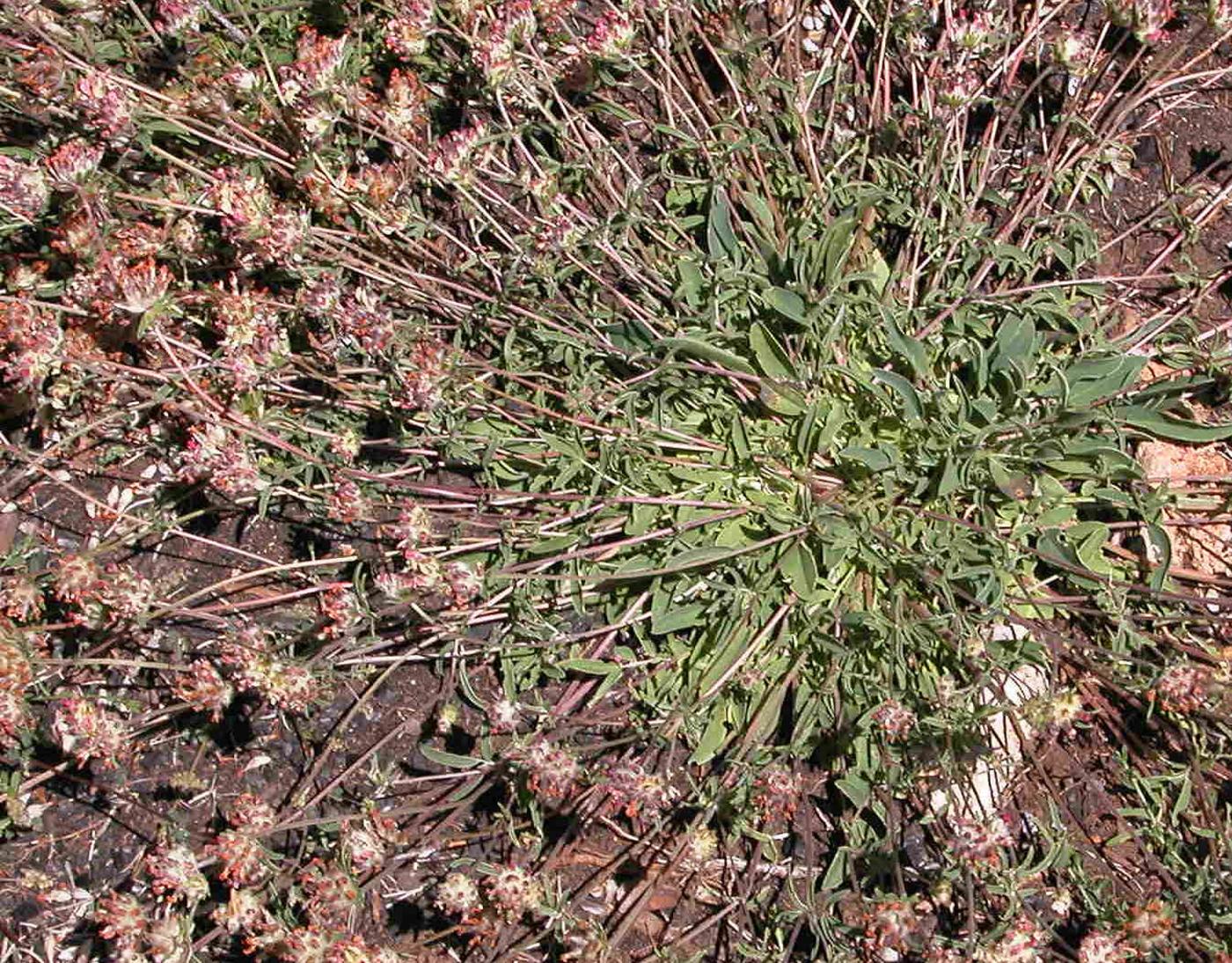 Kidney Vetch fruit